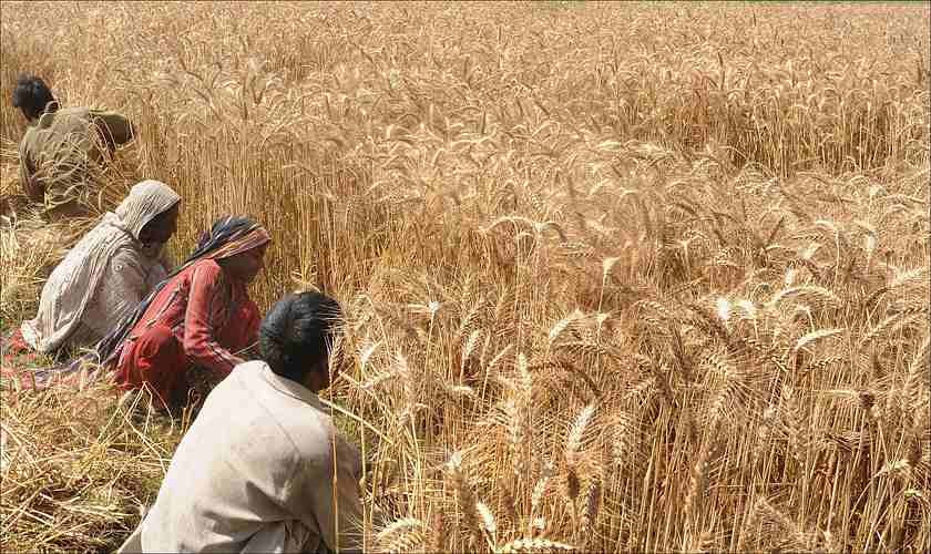 India resumes wheat exports amid stiff global competition