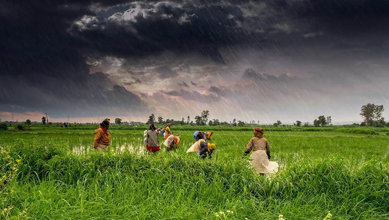 Beyond the monsoon: Why India’s farmers need a new insurance model