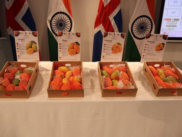 Indian mangoes make debut in Iceland as embassy and APEDA hold first-ever promotion events